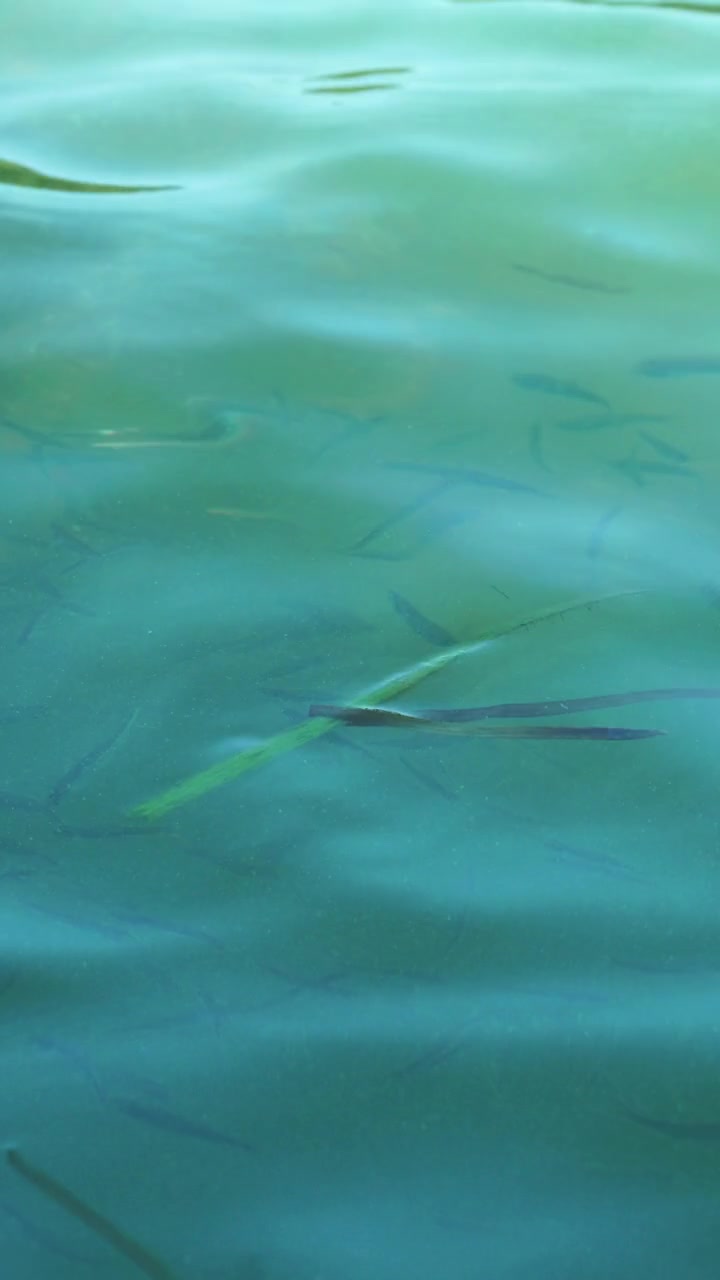 Small fish become visible through a moving reflection.