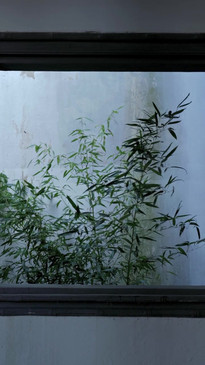 Bamboo and rain held within an architectural frame.