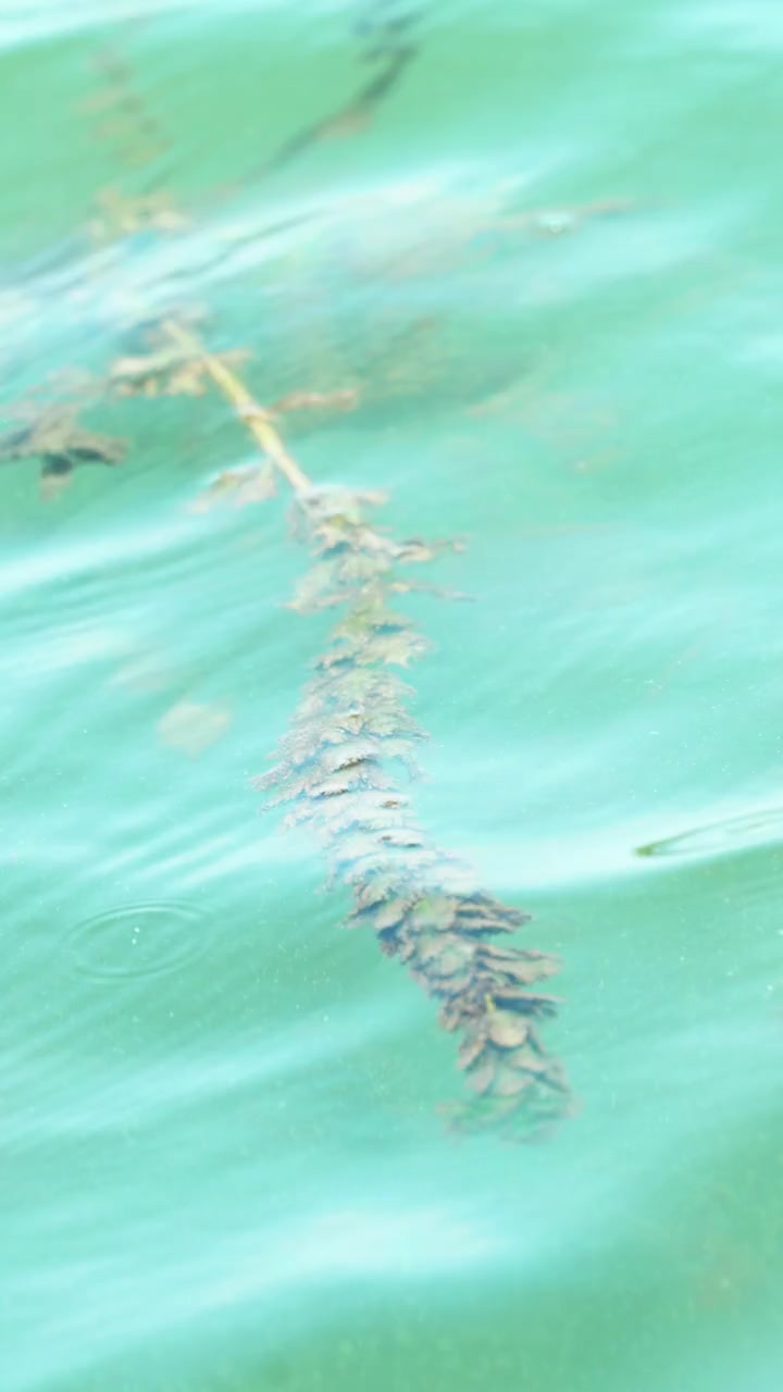 A branch stays almost still while the surface passes.