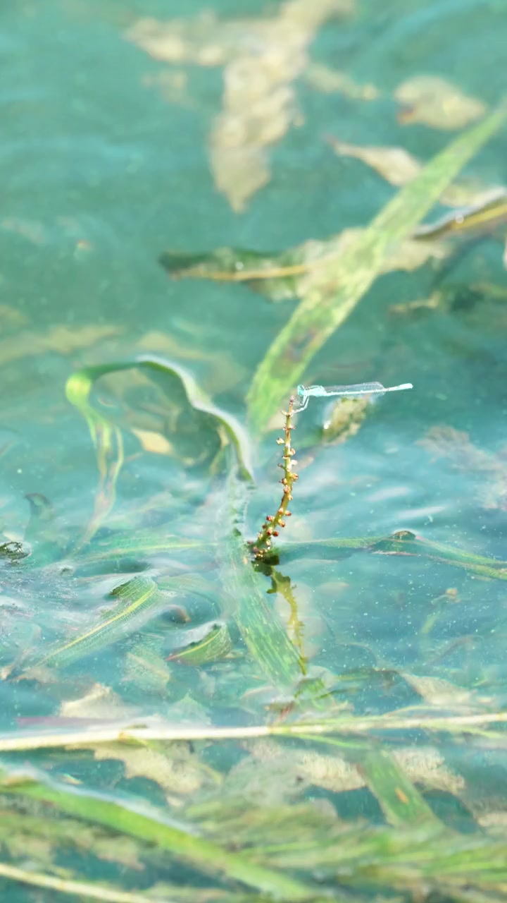A small insect holds its place above the water.